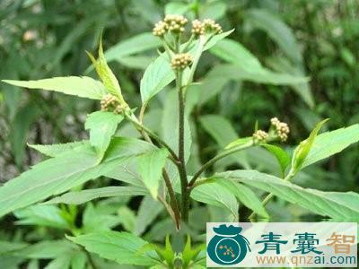 中药材时花草图片