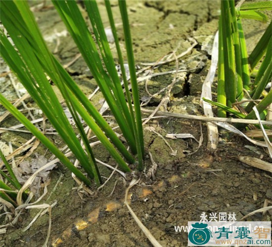 中药材昌阳泥菖蒲图片