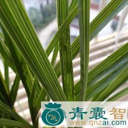 中药材明琥珀草图片
