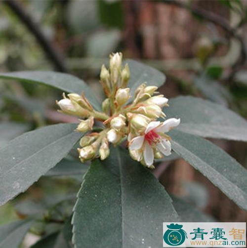 中药材春花木图片