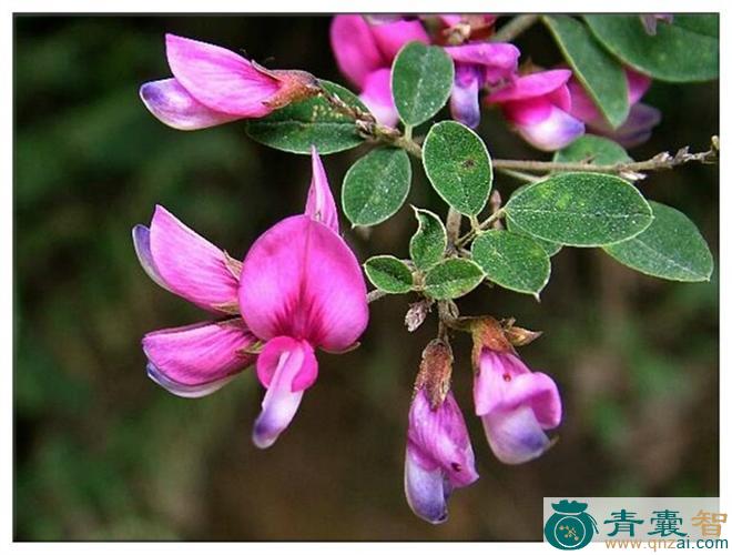 中药材春花胡枝子图片