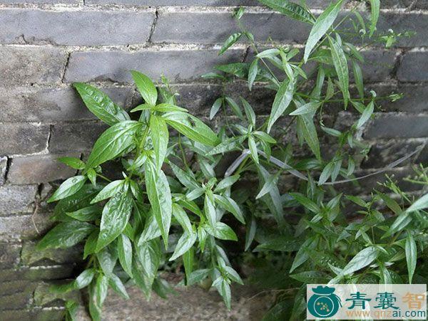 中药材春莲夏柳图片