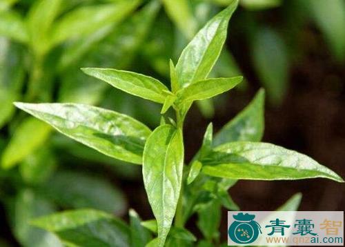 中药材春莲秋柳图片