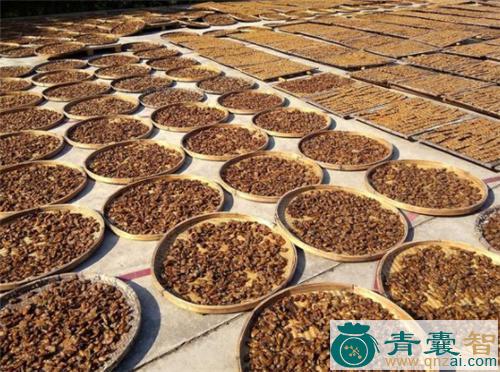 中药材晒不干图片