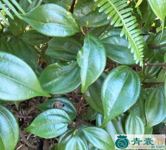 中药材晕药叶图片