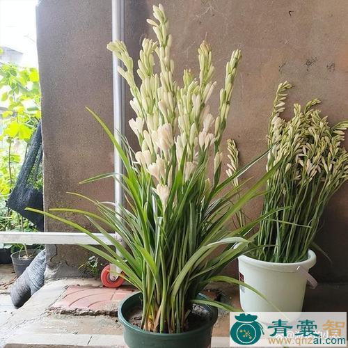 中药材晚香玉图片