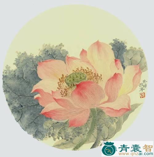 晨凫的性味归经以及功效用法和注意事项-青囊智