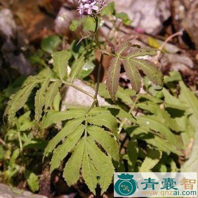 普贤菜的性状性味归经以及功效用法-青囊智