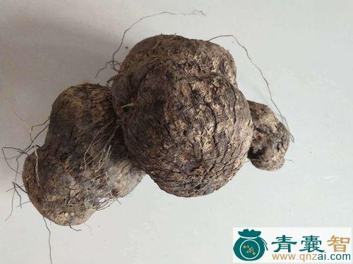 普通苕子的性味归经以及功效用法-青囊智