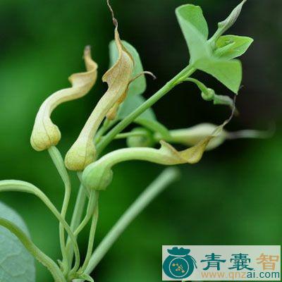 中药材暗消图片