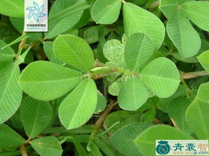 中药材暗草公母草图片