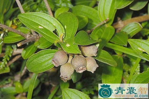 中药材暴牙郎图片