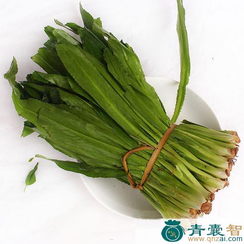 暹罗香菜的性状性味归经以及功效用法-青囊智