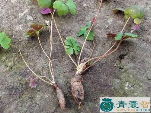 中药材曲屎草图片