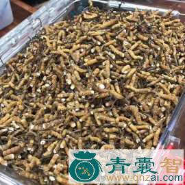 曲虫的性状性味归经以及功效用法-青囊智