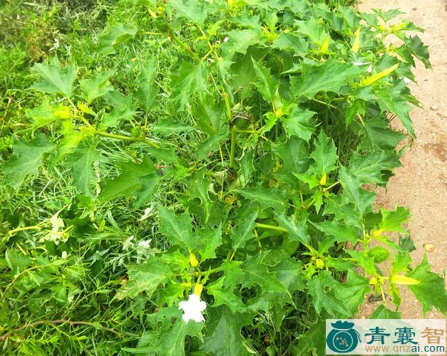 中药材曼阳罗树图片