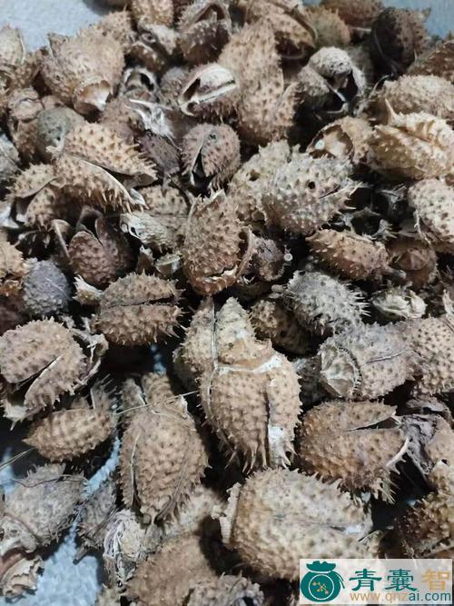 曼陀罗的性状性味归经以及功效用法和注意事项-青囊智