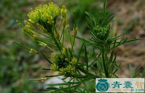 中药材月中风图片