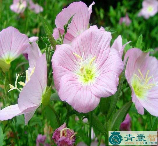 中药材月字草图片