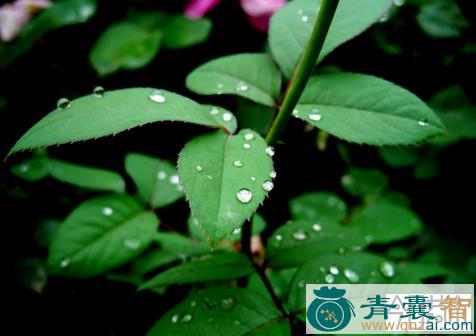 中药材月季花叶图片
