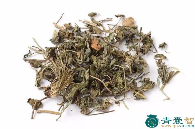 中药材有竻犁头草图片