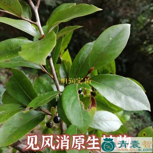 中药材望见消图片