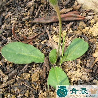 朝天一柱香的性状性味归经以及功效用法-青囊智