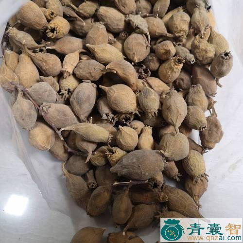 中药材朝天瓮子图片