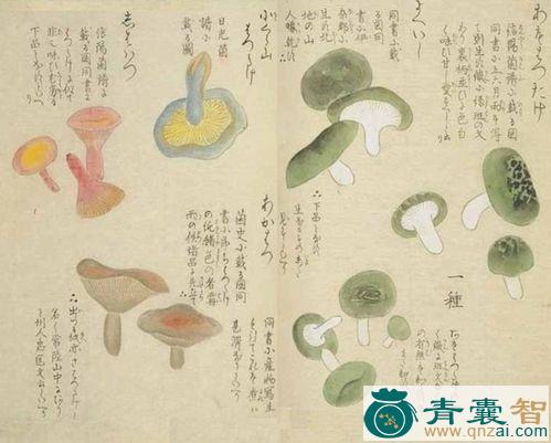 中药材朝菌图片