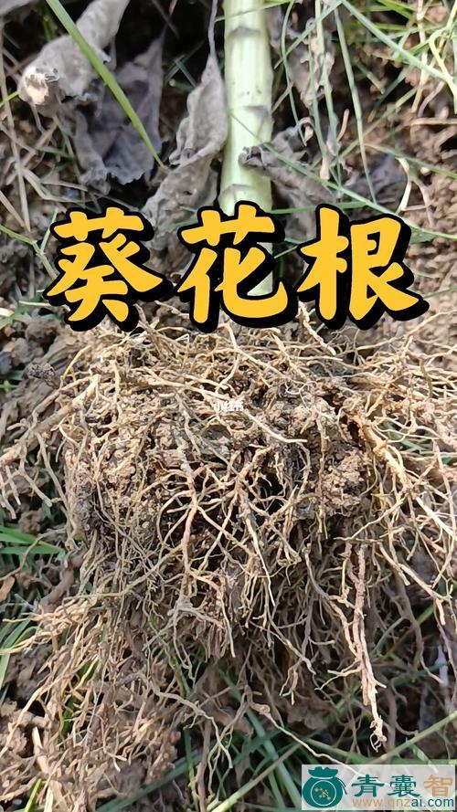 朝阳花根的性味归经以及功效用法-青囊智