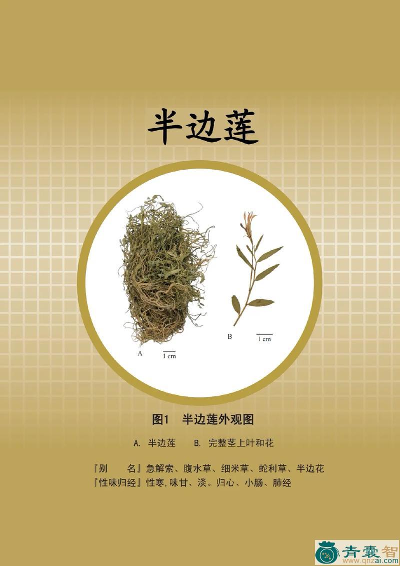 中药材木壁莲图片
