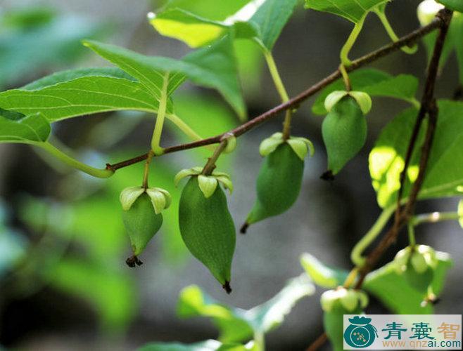 木天蓼的性状性味归经以及功效用法和注意事项-青囊智