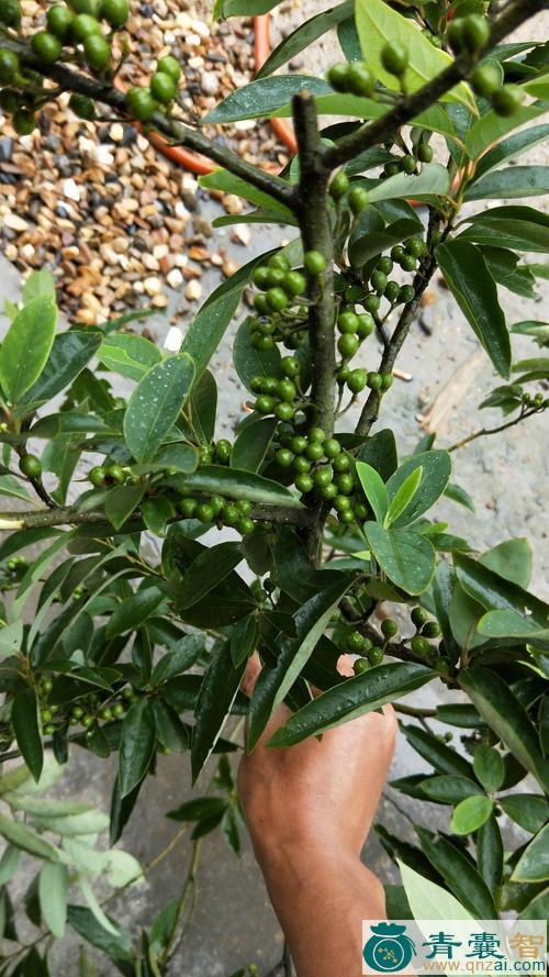 中药材木姜子茎图片