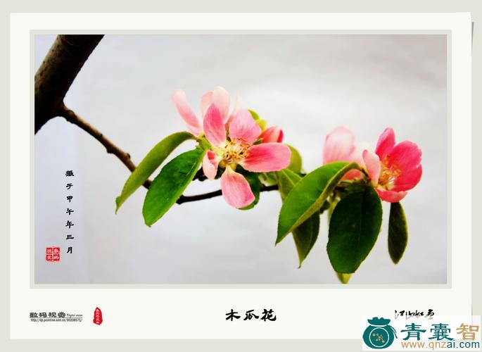 中药材木挂花图片