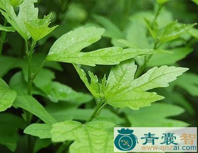 中药材木槿叶图片