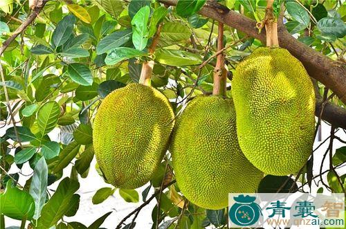 中药材木波罗图片