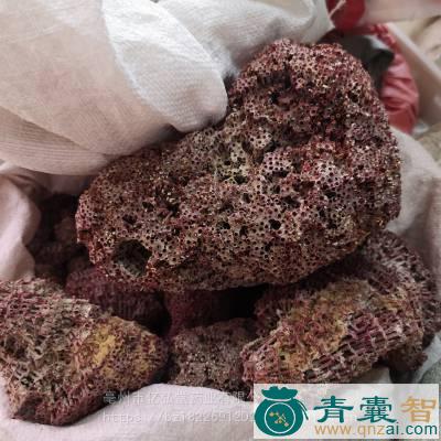 中药材木珊瑚图片