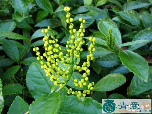 中药材木珠兰图片