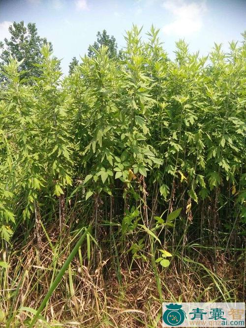 中药材木艾树图片