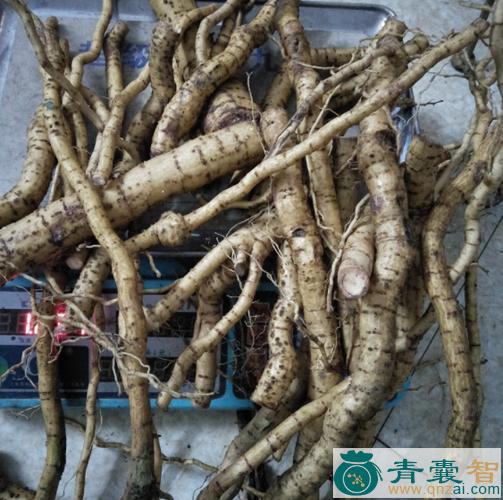 中药材木芙蓉根图片