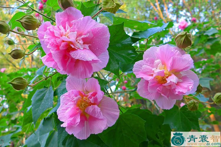 中药材木芙蓉花图片