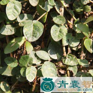 中药材木莲藤图片