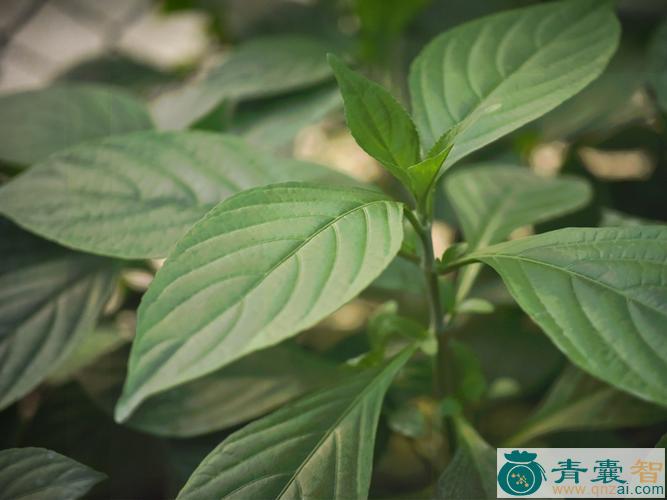 木蓝乔的性状性味归经以及功效用法-青囊智