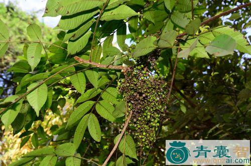 中药材木蜡树图片