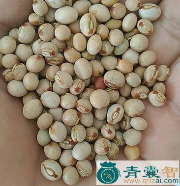 中药材木豆图片