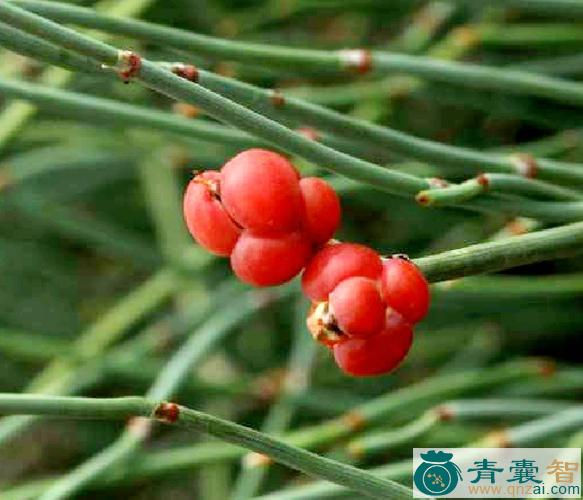 中药材木贼叶木麻黄图片