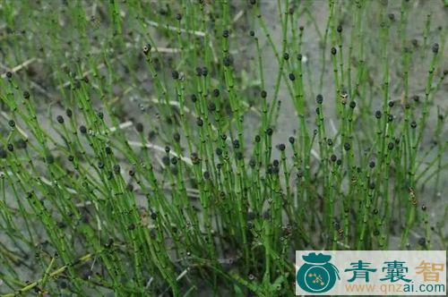 中药材木贼枫藤图片