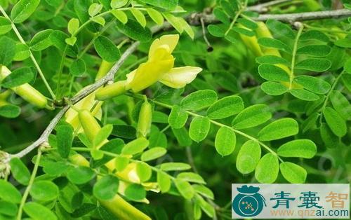 中药材木锦鸡儿图片