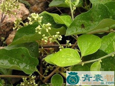 中药材木防己花图片