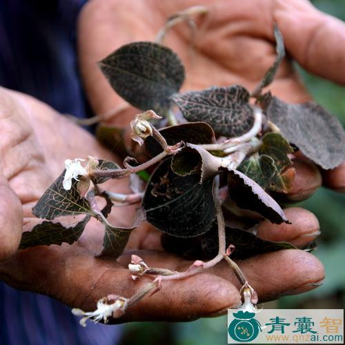中药材本山金线连图片